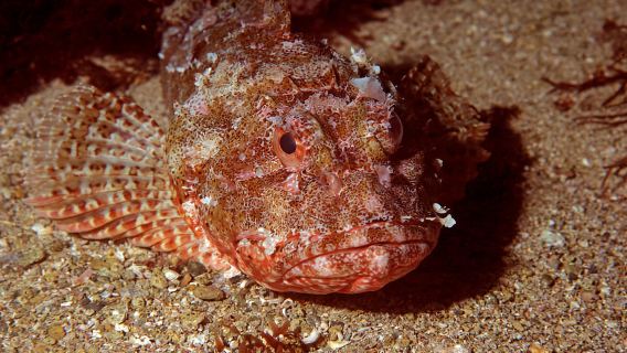 Goat Island Marine Reserve: Full-Day Dive Charter