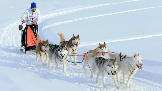 однодневный тур в Мурманск: катание на собачьих упряжках по льду, снегоходах и охота за северным сиянием