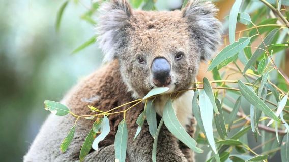 雪梨歌劇院+環形碼頭+塔龍加動物園+禿島+邦迪海灘｜包車遊※