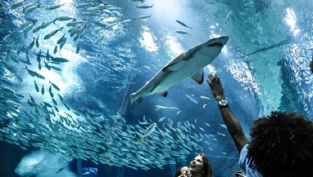 AquaRio Tickets with Transfer