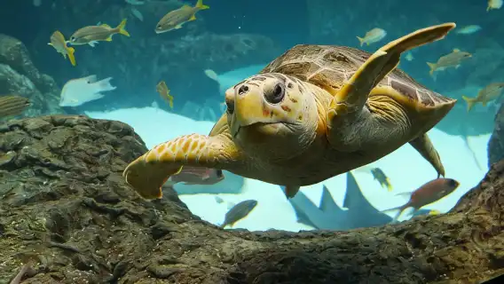 The Florida Aquarium in Tampa General Admission