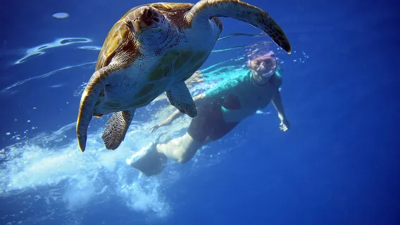 Kayaking with Dolphins and Turtles and Snorkelling in Tenerife