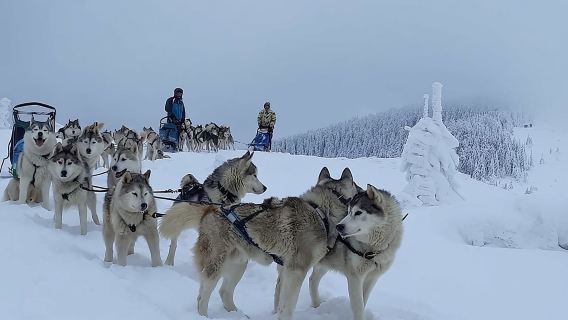 Husky Sleigh Rides experience