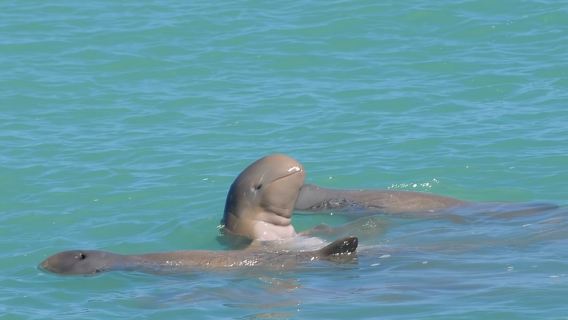 ล่องเรือ Snubfin Dolphin Eco Cruise จากเมืองบรูม