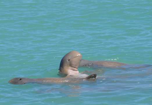 Snubfin Dolphin Eco Cruise from Broome: What to Expect Before You Book