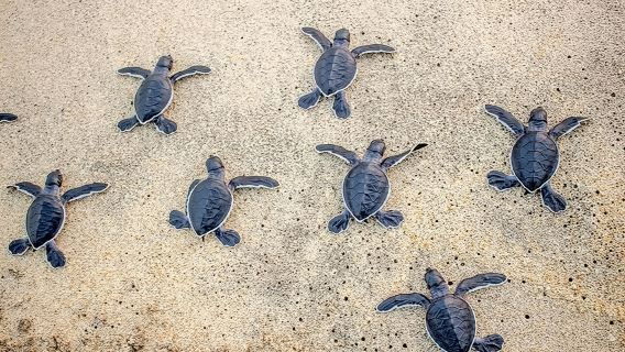 Turtle Release Playa Blanca