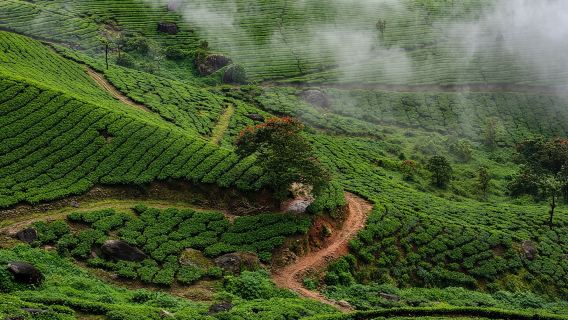 Excursión de un día a Munnar con Green Magic