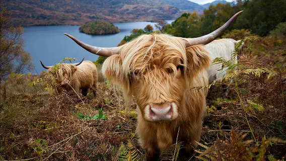 Privatgruppe zu Loch Ness, Glencoe und den Highlands ab Edinburgh