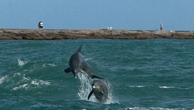 Sunset Dolphin Watch Tour