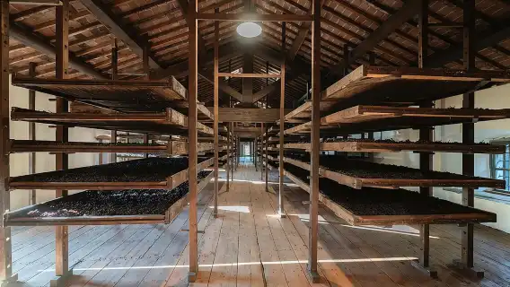 ทัวร์ชมและชิมไวน์พร้อมไกด์ของ Amarone Chateau ใน Valpolicella