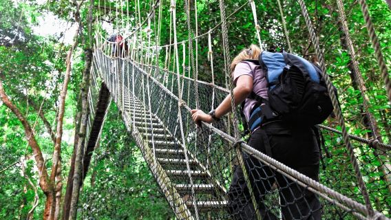 จากกัวลาลัมเปอร์: ทริปวันเดย์ผจญภัยอุทยานแห่งชาติตามันเนอการา (กรุ๊ปทัวร์)