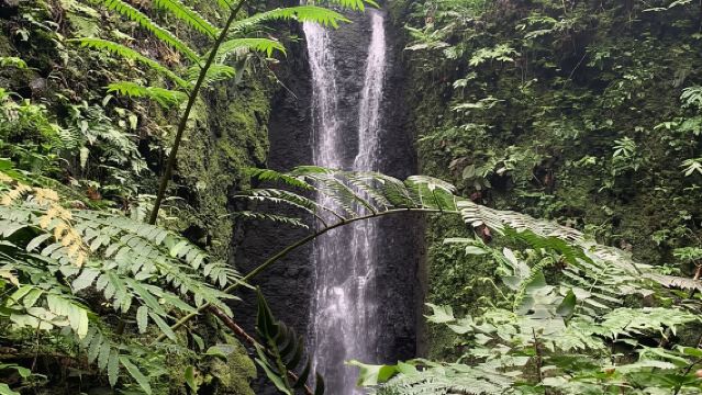 Excursión guiada de medio día a la cascada de Afareaitu
