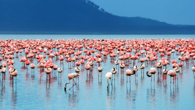Full-Day Lake Nakuru National Park Private Tour With 4*4 Vehicle