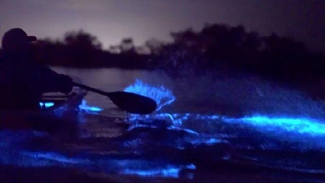 Eastsound: Orcas Island Bioluminescent Kayak Tour