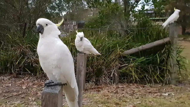雪梨：海崖橋、基阿瑪噴水洞和農田之旅