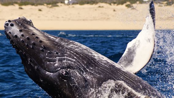 Cabo San Lucas: ทัวร์ชมปลาวาฬ 2.5 ชั่วโมง