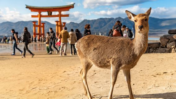 Da Hiroshima a Miyajima: tour privato personalizzato con traghetto