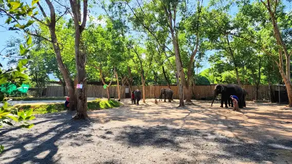 普吉島城市之旅（含夜市參觀和大象餵食）