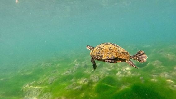 Crystal River: Small-Group Manatee Snorkeling Tour