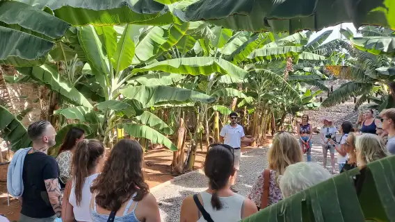 Gran Canaria: Banana World Guided Tour & Tasting