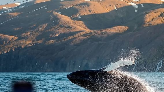 冰島雷克雅未克來回黃金圈－求您玩得像個當地人吧－包車大賣精選