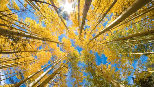 漠河|白樺林+北紅村一日遊【可定制，包車8小時】