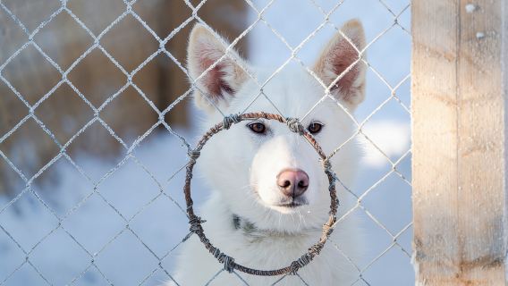 Levi Kittilä, Finland|Dog sledding/Husky sledding 2 km/5 km/10 km