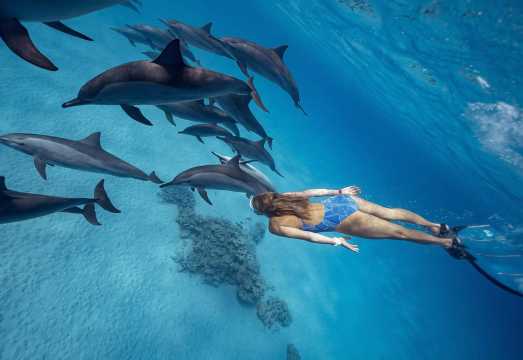 Hurghada: Dolphin Watching Boat Tour with Snorkeling & Lunch