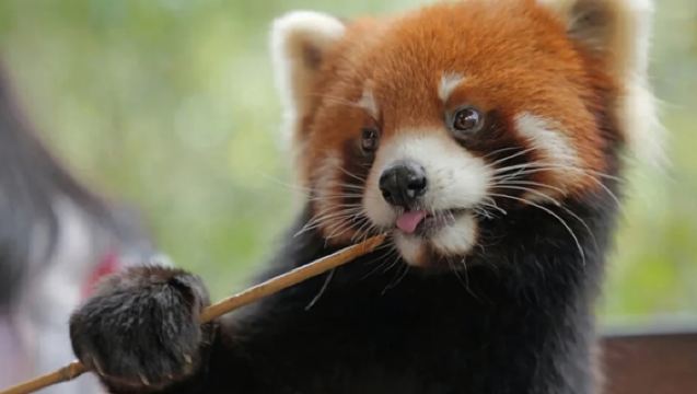 【純玩私家團不拼陌生人】普洱太陽河森林公園+那柯里古鎮一日遊