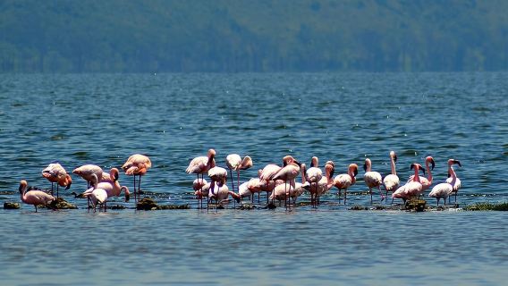 Day Tour To Lake Nakuru Park With Optional Boat Ride on Lake Naivasha