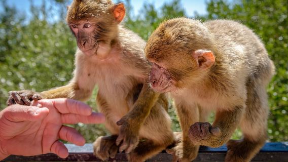 ทัวร์ Gibraltar Inside Out แบบขยายเวลา 2.30 ชั่วโมง