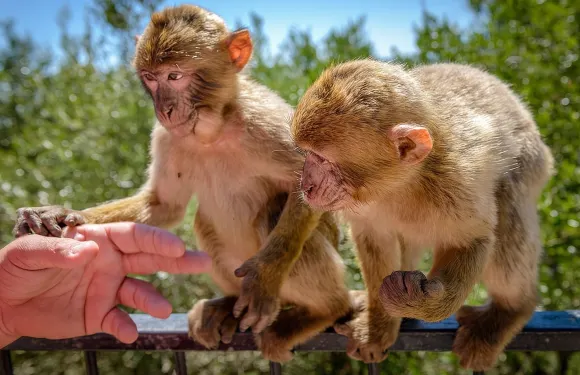 直布羅陀深度遊延長版 2.30小時