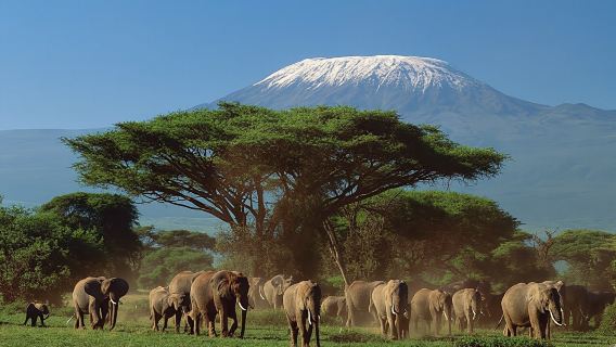 Tsavo East, Amboseli, and Taita Hills 4-Day Safari from Mombasa