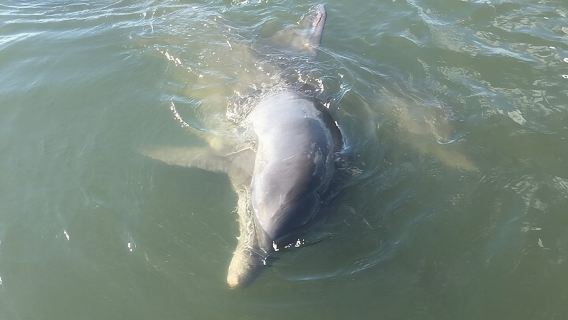 Private Charleston Dolphin and Eco Boat Tour