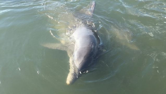 Visite privée en bateau des dauphins et de l'écosystème à Charleston