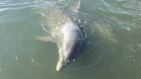 Private Charleston Dolphin and Eco Boat Tour