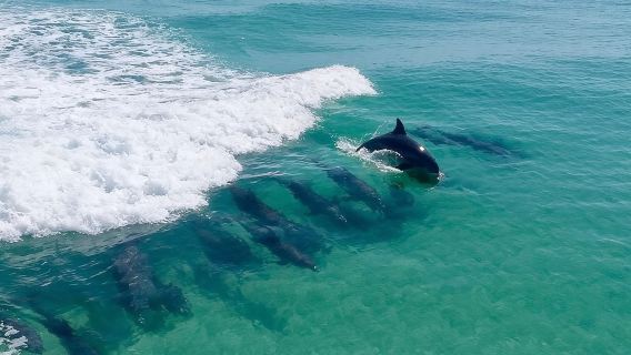 Crociera con i delfini a Destin