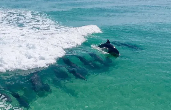 德斯汀海豚巡遊