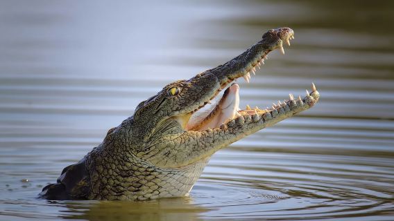 Tour por el parque de cocodrilos de Dubái y safari por el desierto con cena barbacoa
