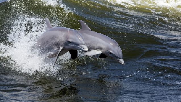 Hilton Head Island Ocean Dolphin Cruise