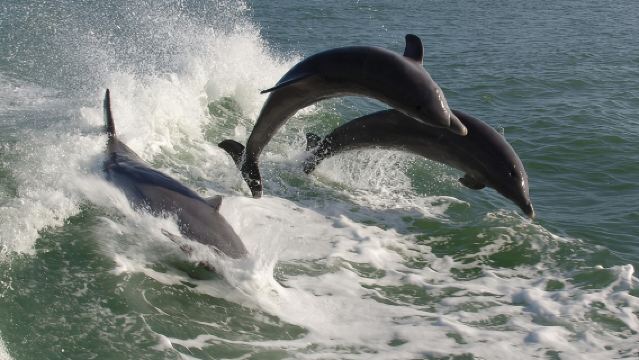 Petualangan Balap Lumba-lumba St. Pete Beach