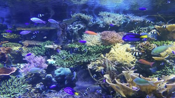 日本名古屋港水族館-大須商業街-科學館【中文專車 舒適純淨】