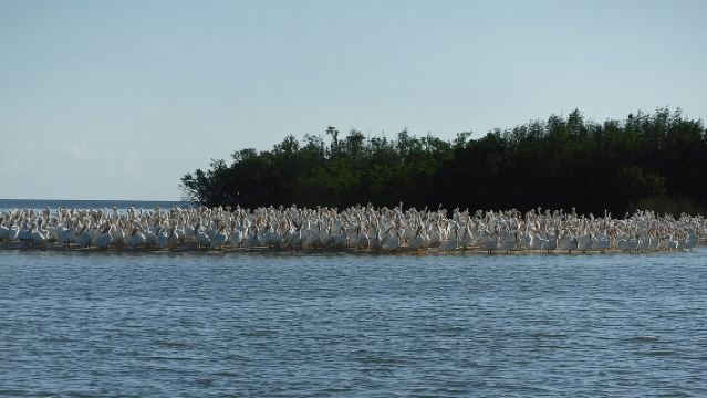2時間のイルカウォッチング、バードウォッチング、シェル探しツアー