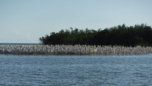 2 Hour Dolphin, Birding and Shelling Tour
