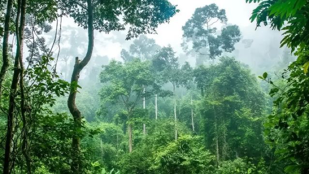 西雙版納望天樹景區一日遊（VIP獨立私家團+包含門票省心遊）