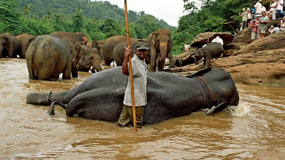 Dari Galle/Mirissa/Hikkaduwa: Kandy Day Tour dengan Pickup