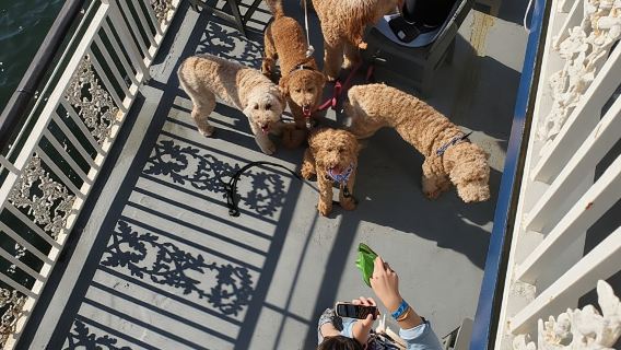 Boston: crociera panoramica nel porto (per cani)