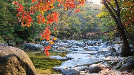 서울: 오대산 또는 대둔산 공원 단풍 일일 투어