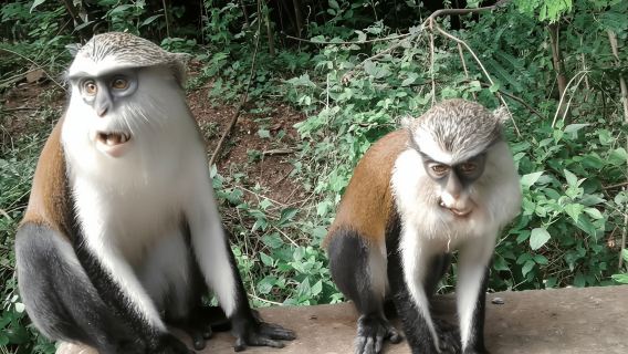 Accra: cascate di Wli e santuario delle scimmie di Mona