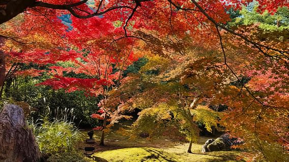 Osaka: Experience the Stunning Autumn Leaves in Full Color!